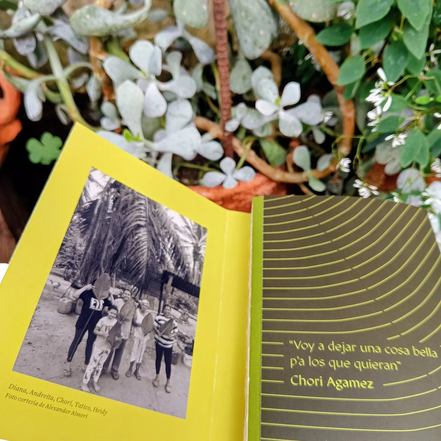 Libro: ENVUELTOS de plátano, yuca y maíz en las cocinas tradicionales de Colombia (5ª edición) - Imagen 3